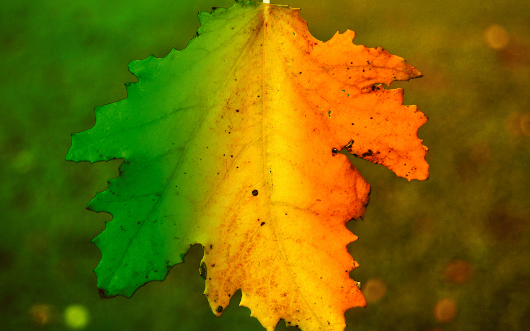 Homeschool Preschool Unit Study Idea: Seasons