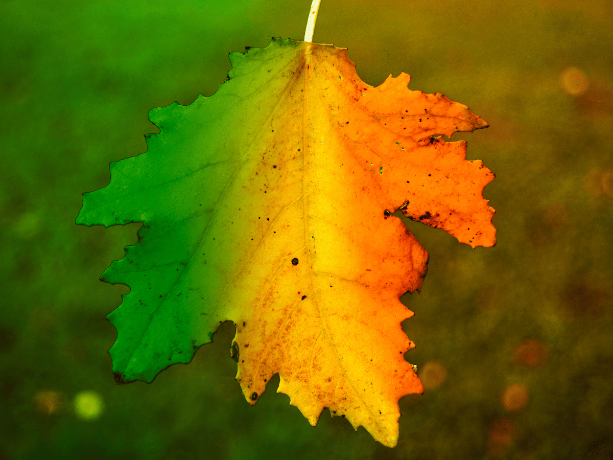 Preschool Unit Studies Seasons